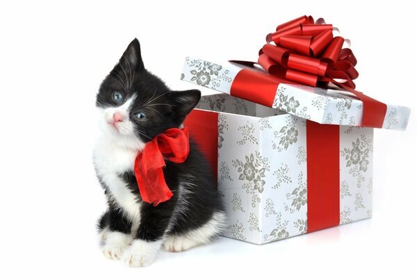 Blanco con negro gatito con arco cerca de la Caja de regalo