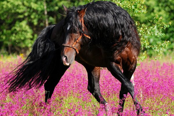 A black horse walks in a field of flowers