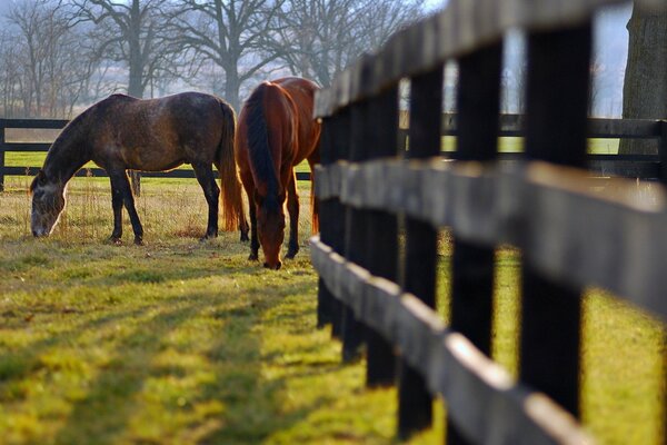 Horses grazing in a meadow pasture