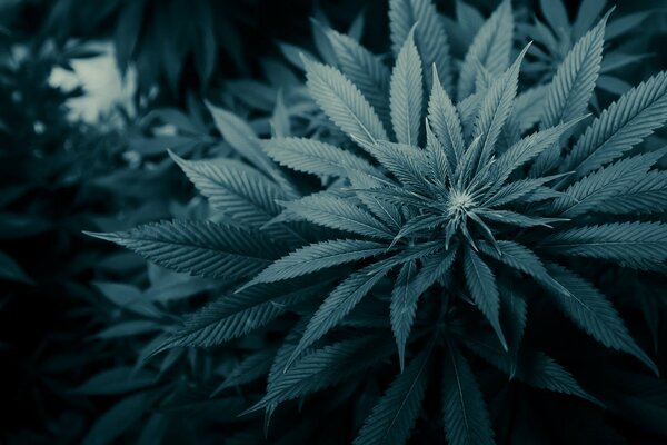 Niezwykła zielona roślina marihuany