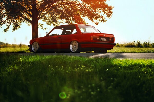 Red car under a tree and green grass