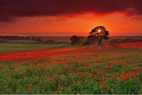 Paesaggio estivo con campo di papaveri al tramonto