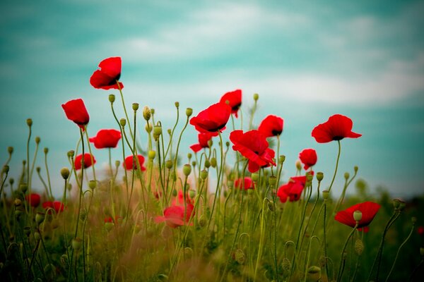 Coquelicots rouges sur fond de ciel bleu