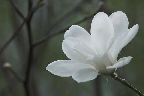 A tree with white magnolia flowers