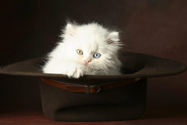 Gatito blanco con sombrero grande