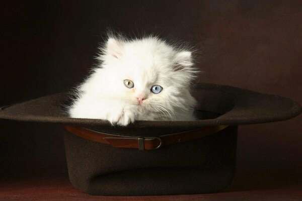 Белый котенок в большой шляпе