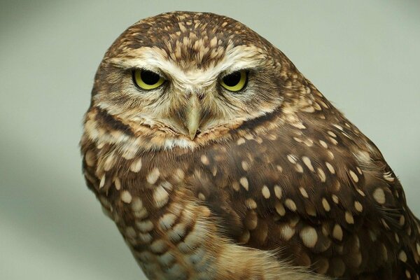 La mirada de un búho emplumado con ojos amarillos