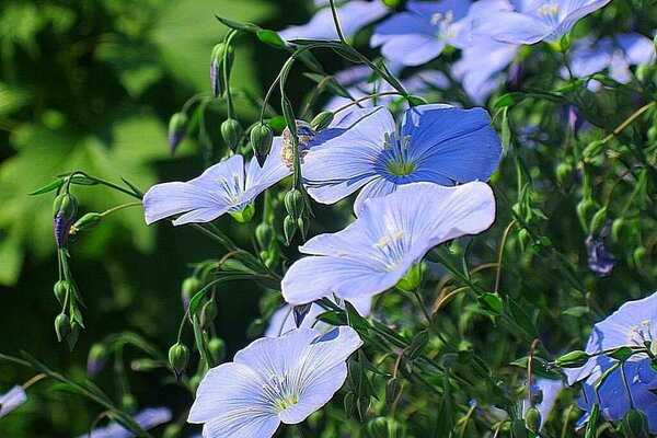 Azurblaue Blüte im Sommergarten