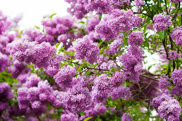 C est le printemps. Floraison lilas rose-violet