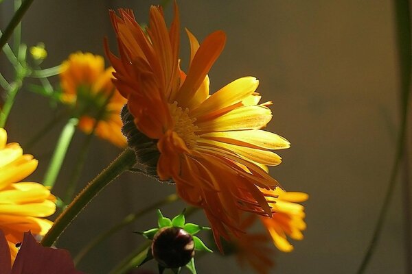 Marigolds under the rays of the sun