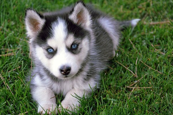 Occhi azzurri nel cane, husky, cucciolo dagli occhi azzurri