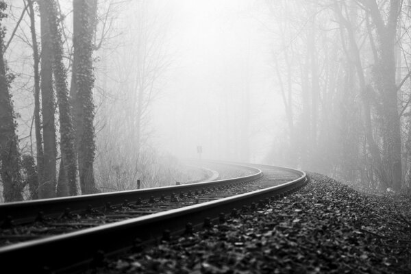 Chemin de fer dans la forêt brumeuse