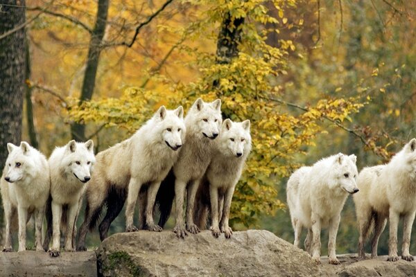 Wolfsrudel, weiße Wölfe, Wölfe im Wald