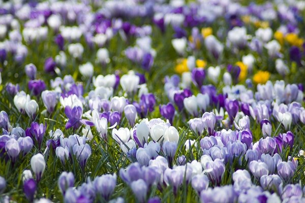 Primevère printanière. Clairière aux Crocus lilas