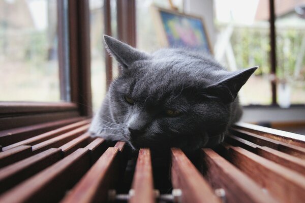 Серый кот спит на лавочке