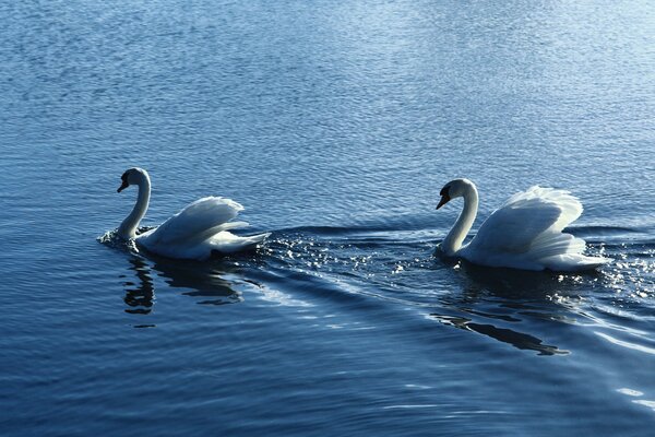 A pair of white swans in a pond