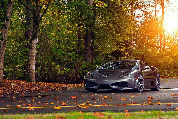 Otoño follaje gris Ferrari en caucho estrecho