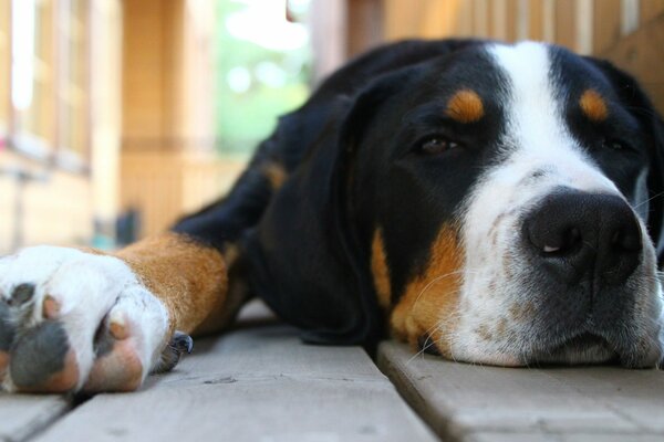 Dog on the veranda, domestic dog, sadness