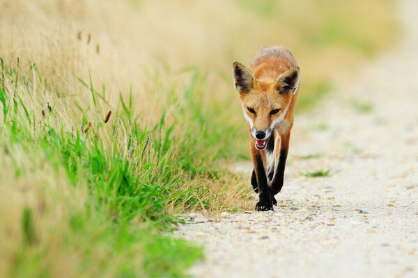 A red fox running along the path