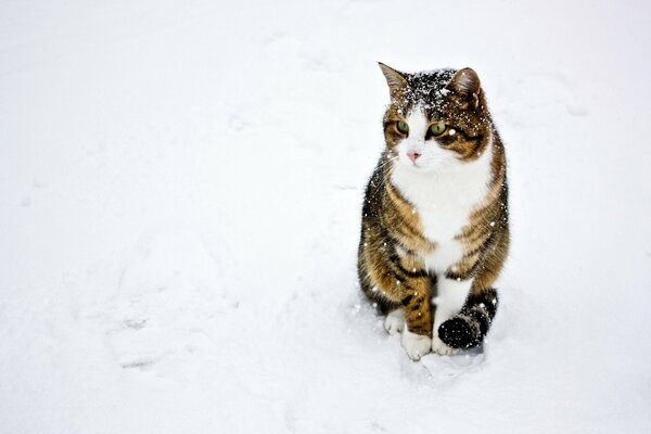 The cat is sitting in the snow with his tail between his legs