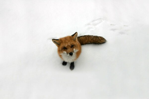 A red fox is sitting in the snow