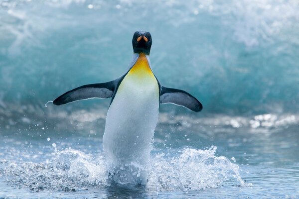 Penguin on the background of a wave with splashes