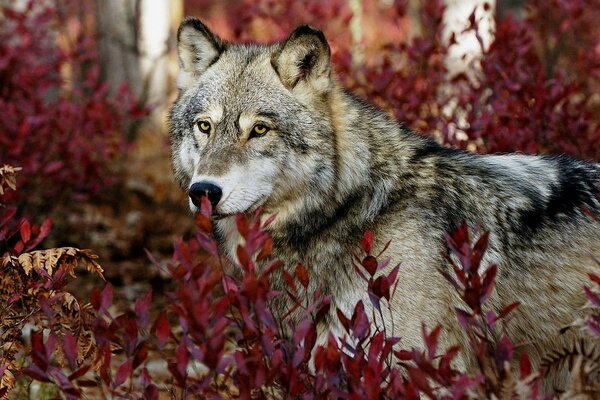 Die Schnauze eines Wolfes in roten Blättern