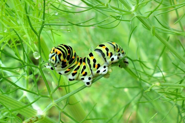 Chenille rayée sur une branche verte