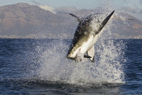 Immagine di uno squalo marino che salta fuori