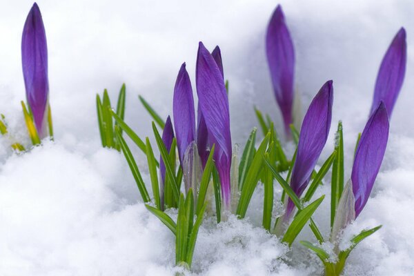 Crocus violets tendres dans la neige