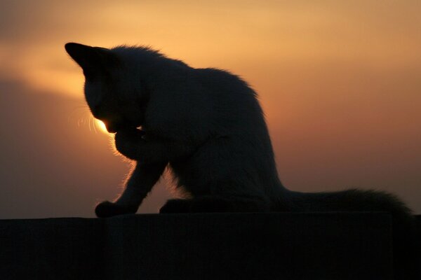 Die Katze wäscht sich bei einem schönen Sonnenuntergang