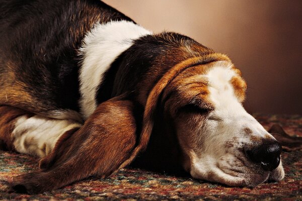 Chien avec de grandes oreilles dormant sur le tapis