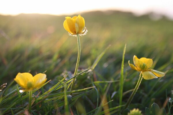 Macro shooting. Flowers in the field