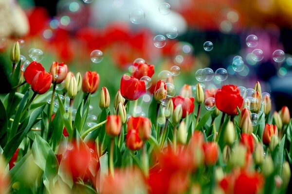 Riprese macro di bolle di sapone su tulipani in fiore