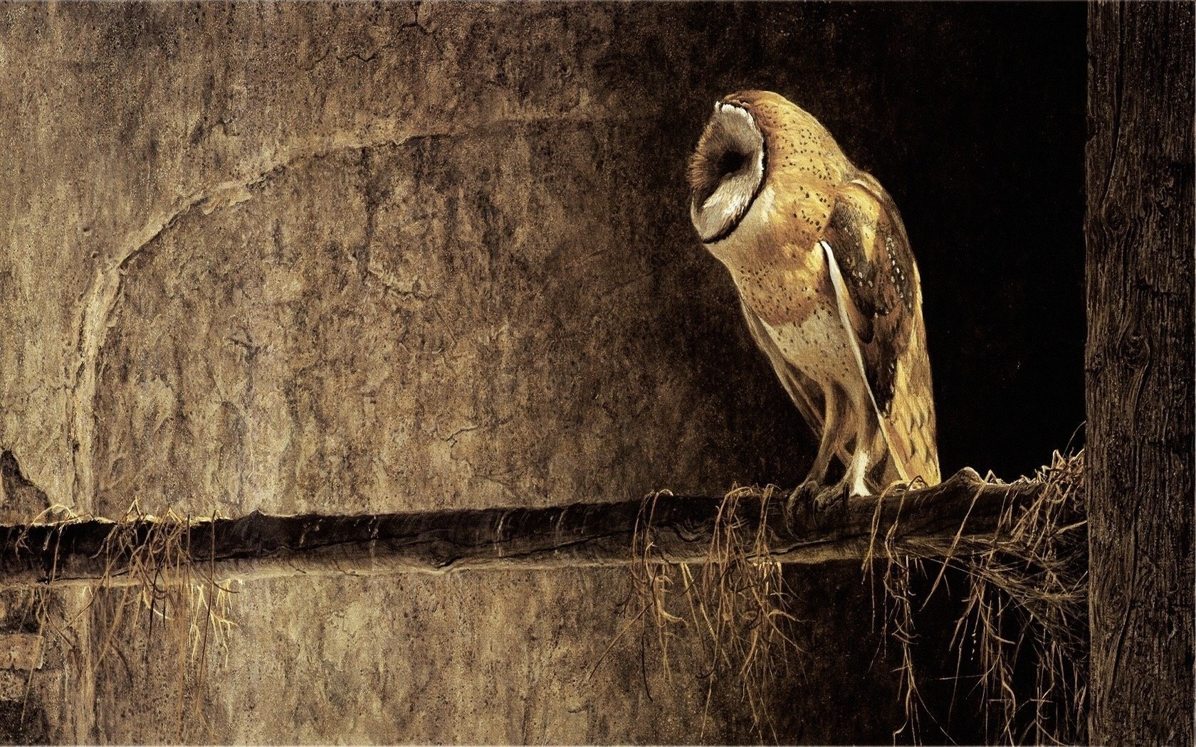 bird owl the barn owl background tree branch night