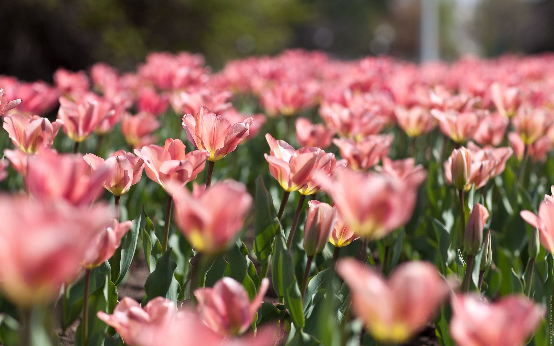 kwiaty natura delikatność różowe tulipany wiosna pole kwiatów