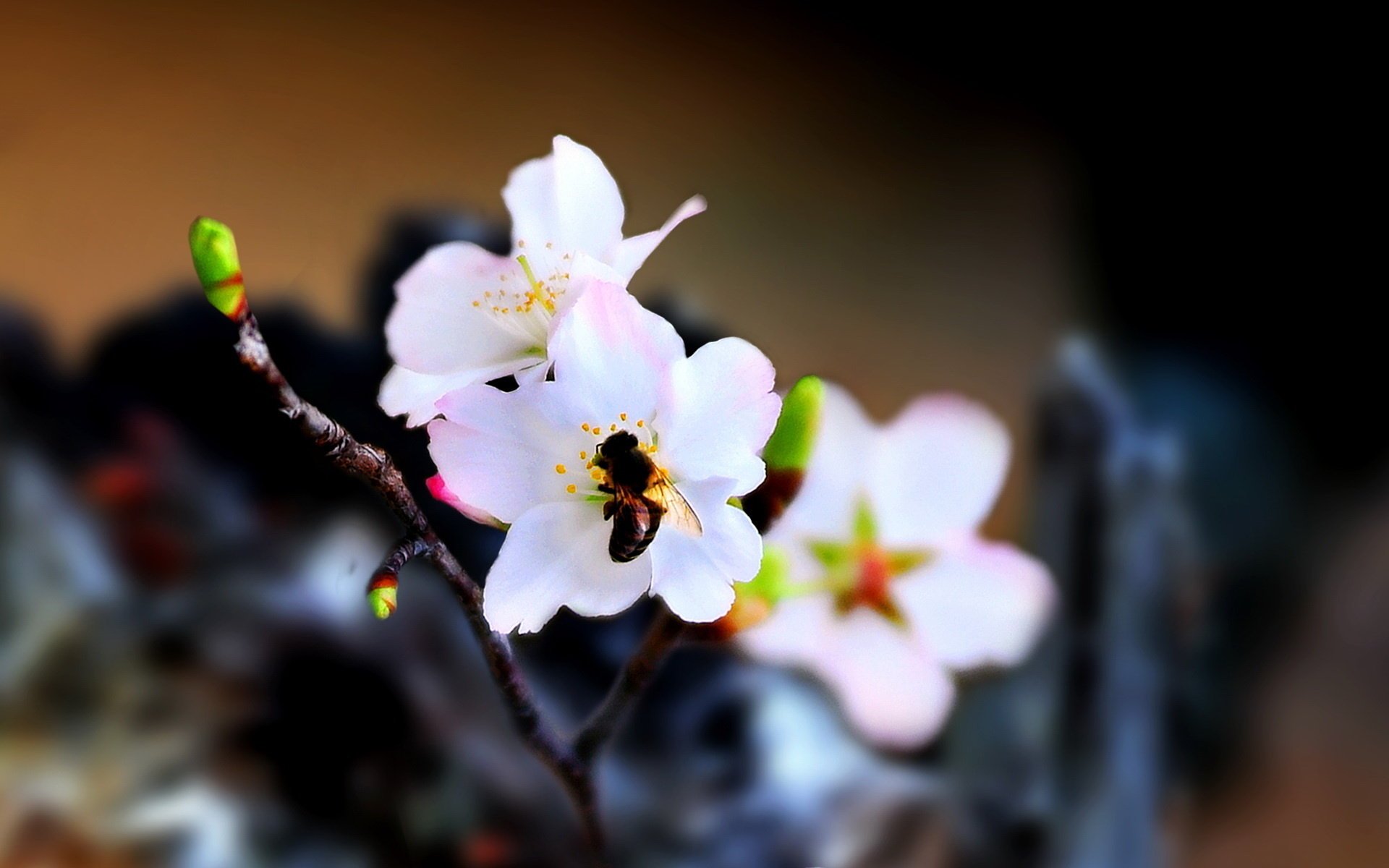 fleurs sed ric printemps animaux insectes macro abeille fruit branche