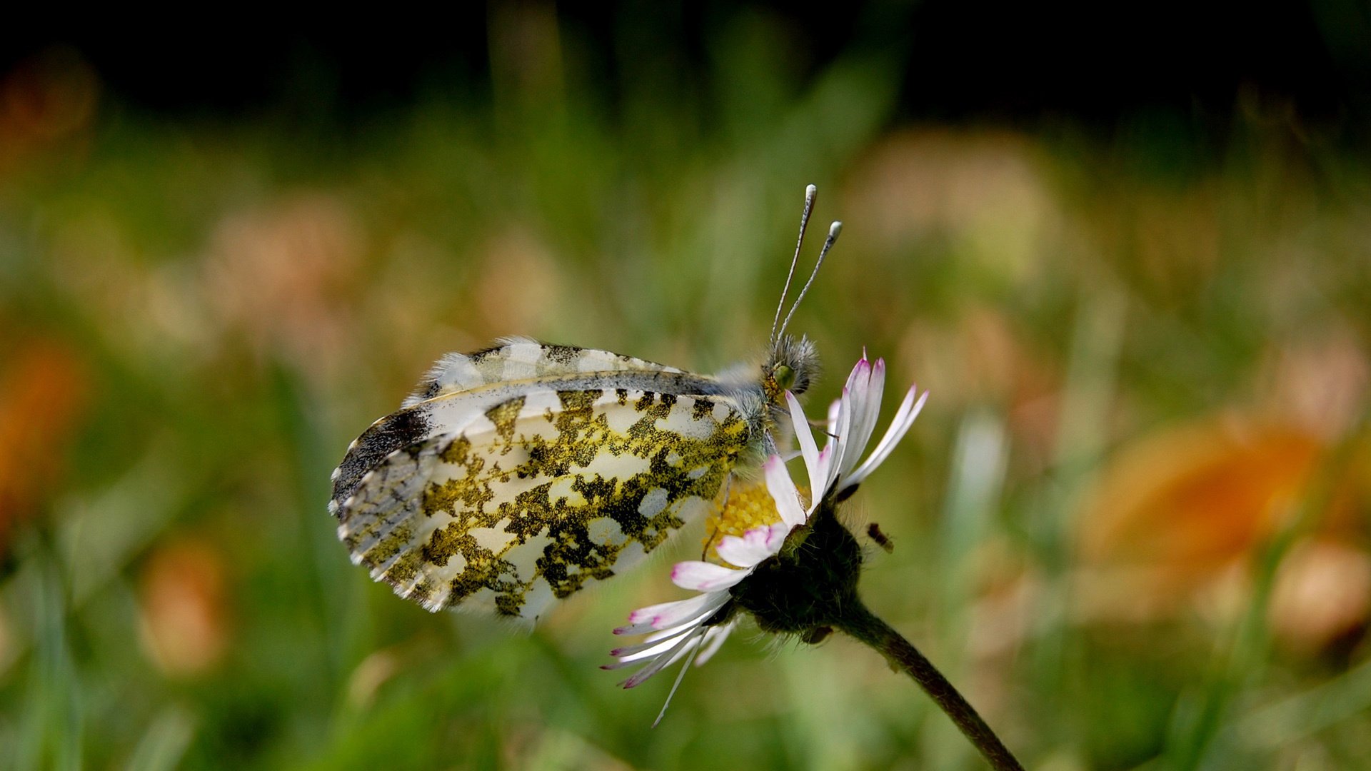 fleurs rouge ble animaux papillons insectes gros plan