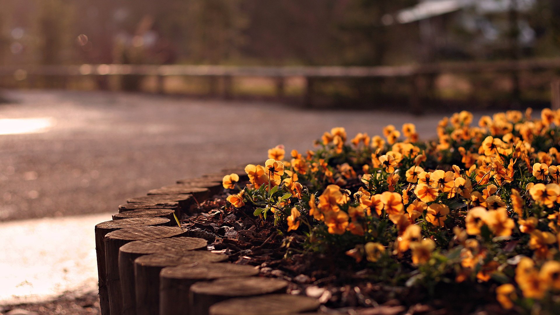 fiori ner cov aiuole strada terra