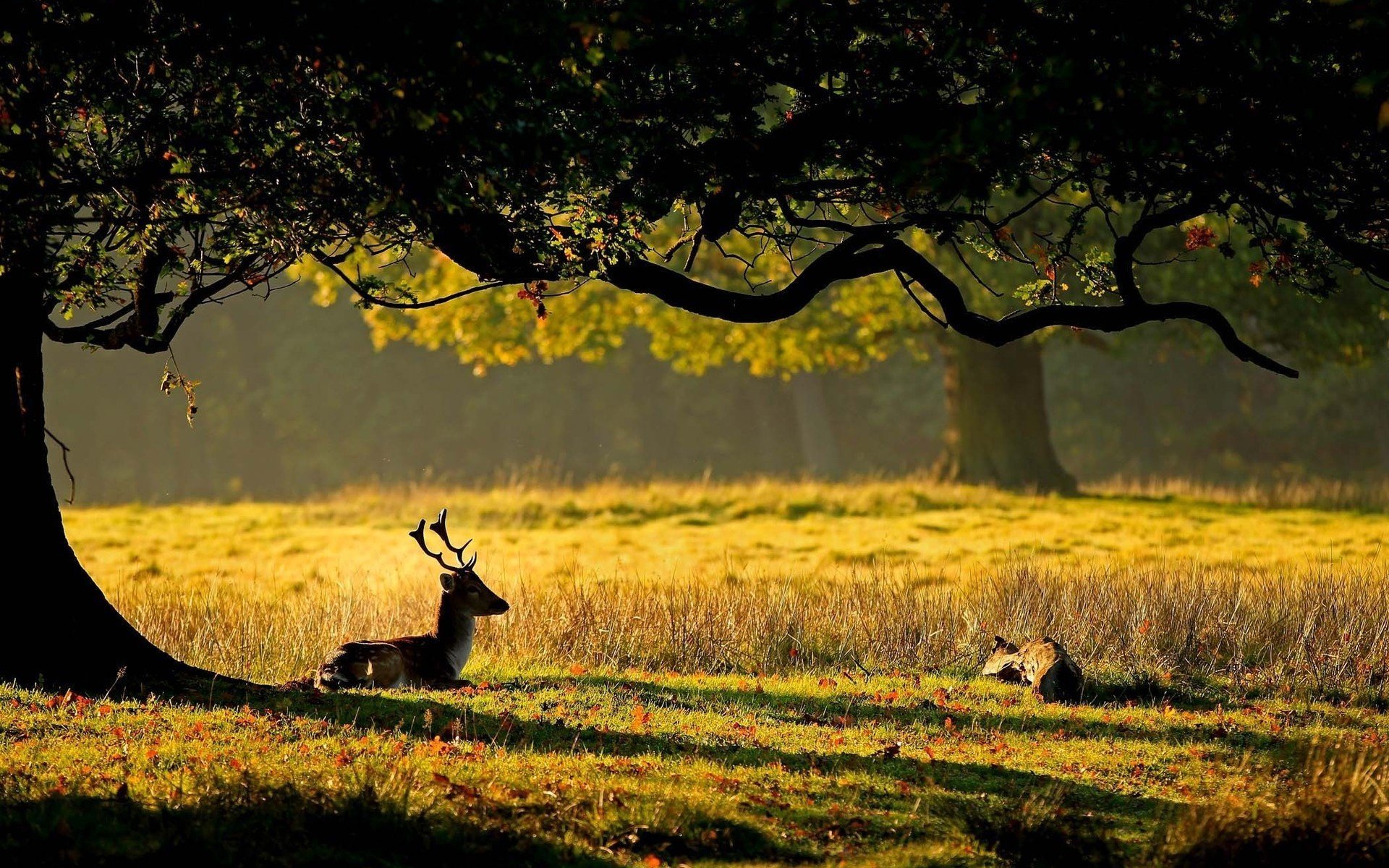 ner cov animales ungulados ciervos bosque árboles claro