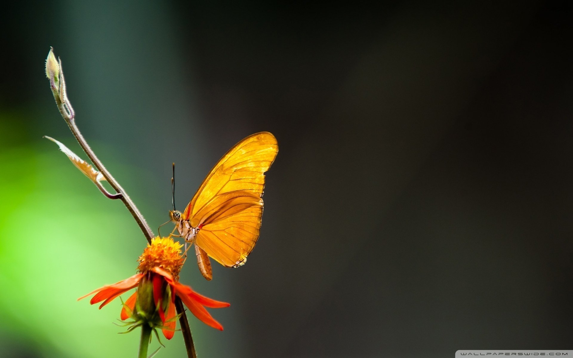 nevs flores macro animales mariposas insectos macro