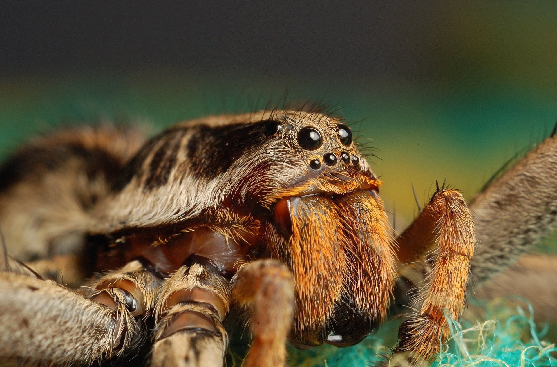 spinne kaugummi augen schaut insekt makro grüner hintergrund tiere