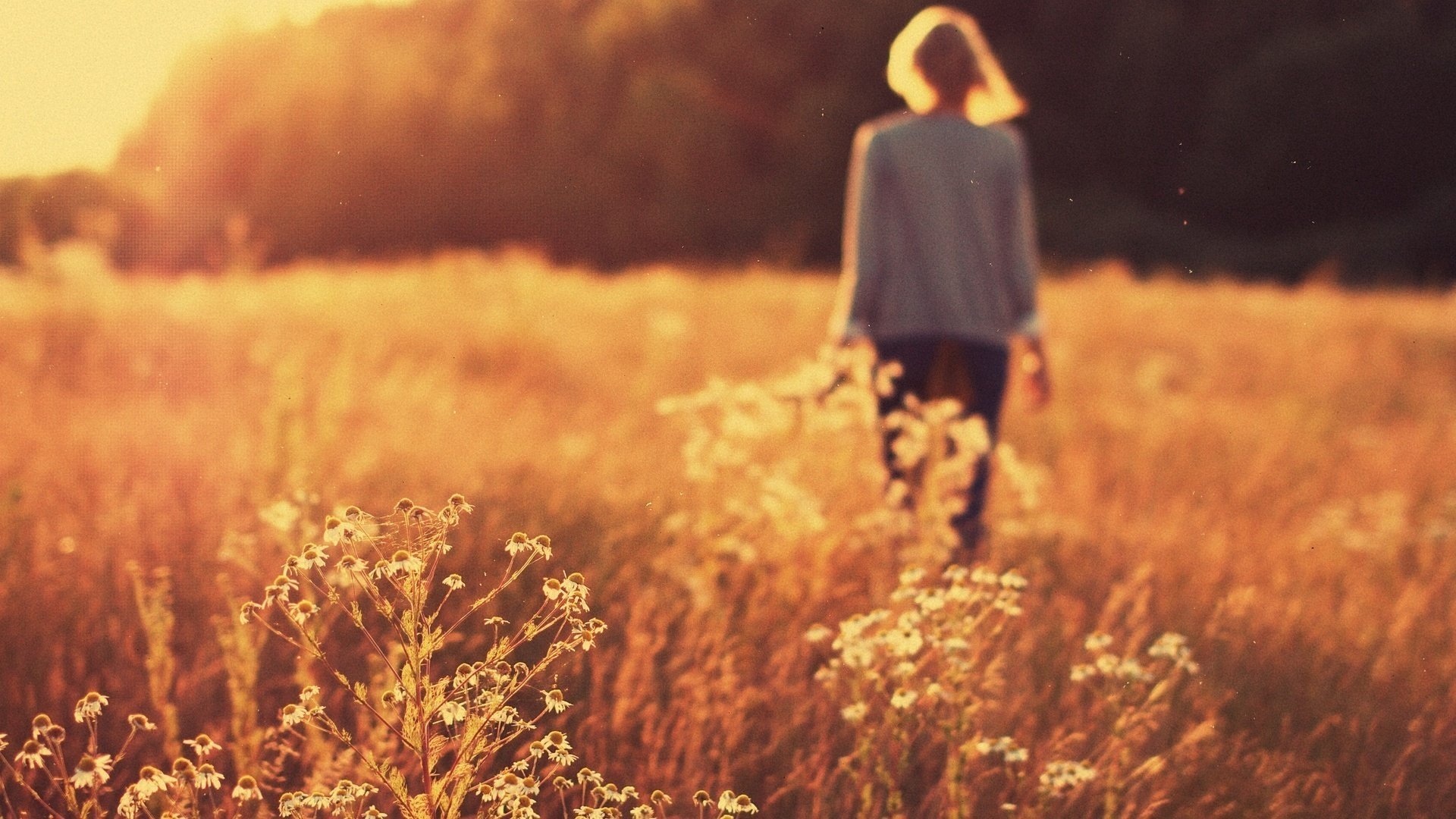 blumen ner cov mädchen feld gänseblümchen frauen sonnenuntergang sommer