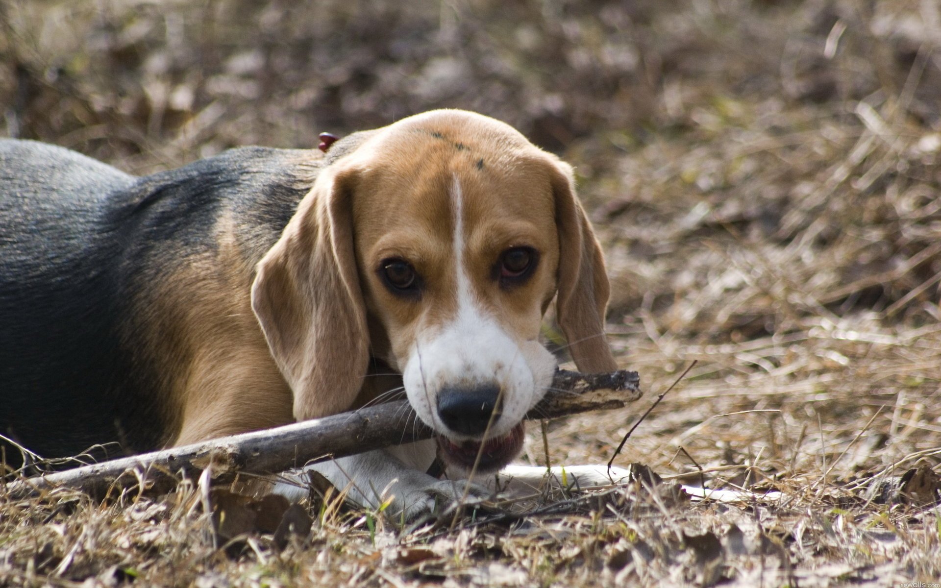 chien beagle ami esprit bâton jouet animaux chiens gave-gave-ry-ry museau