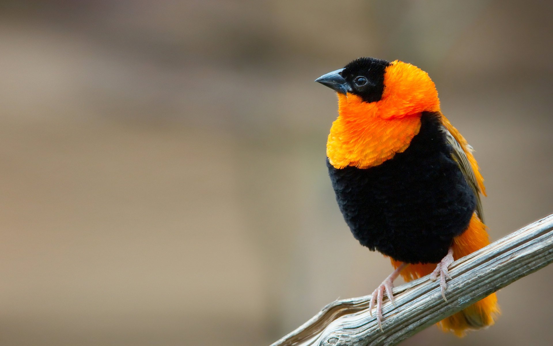 black birds colors yellow birds macro animal