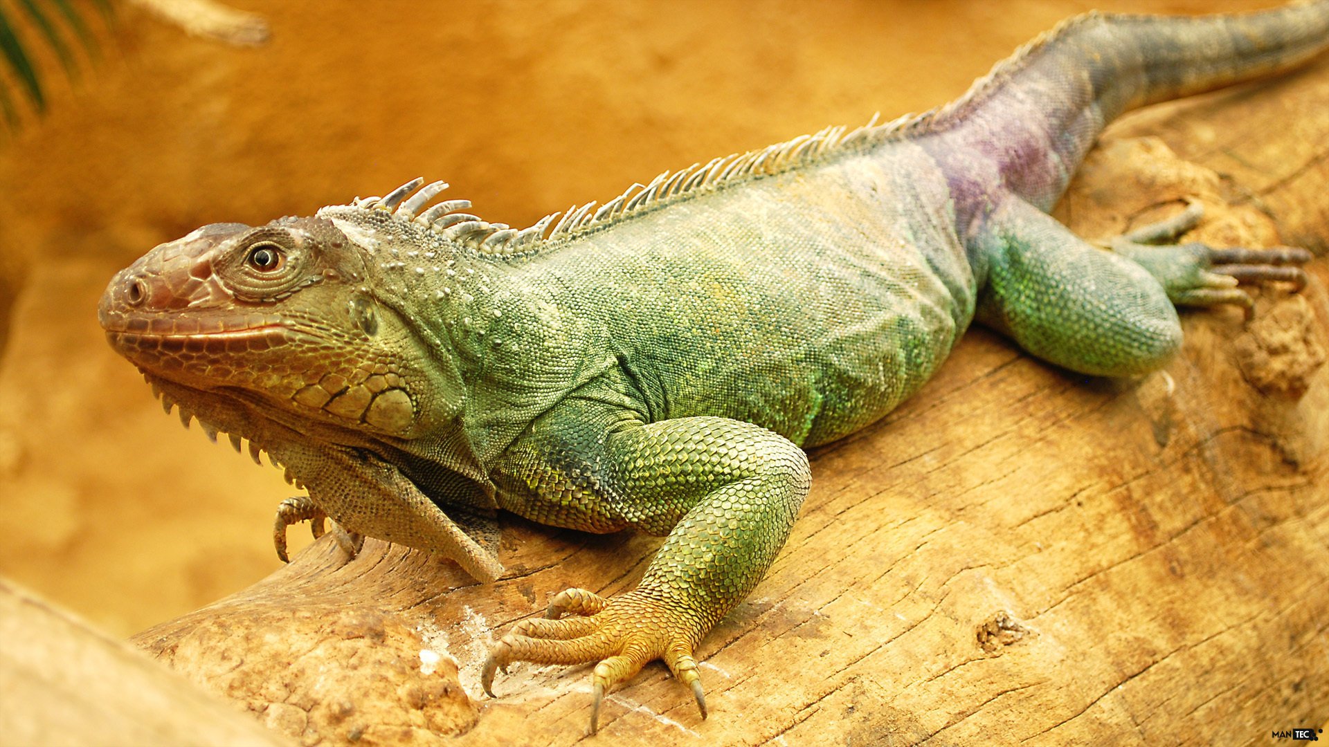 iguane reptile yeux peau texture animaux