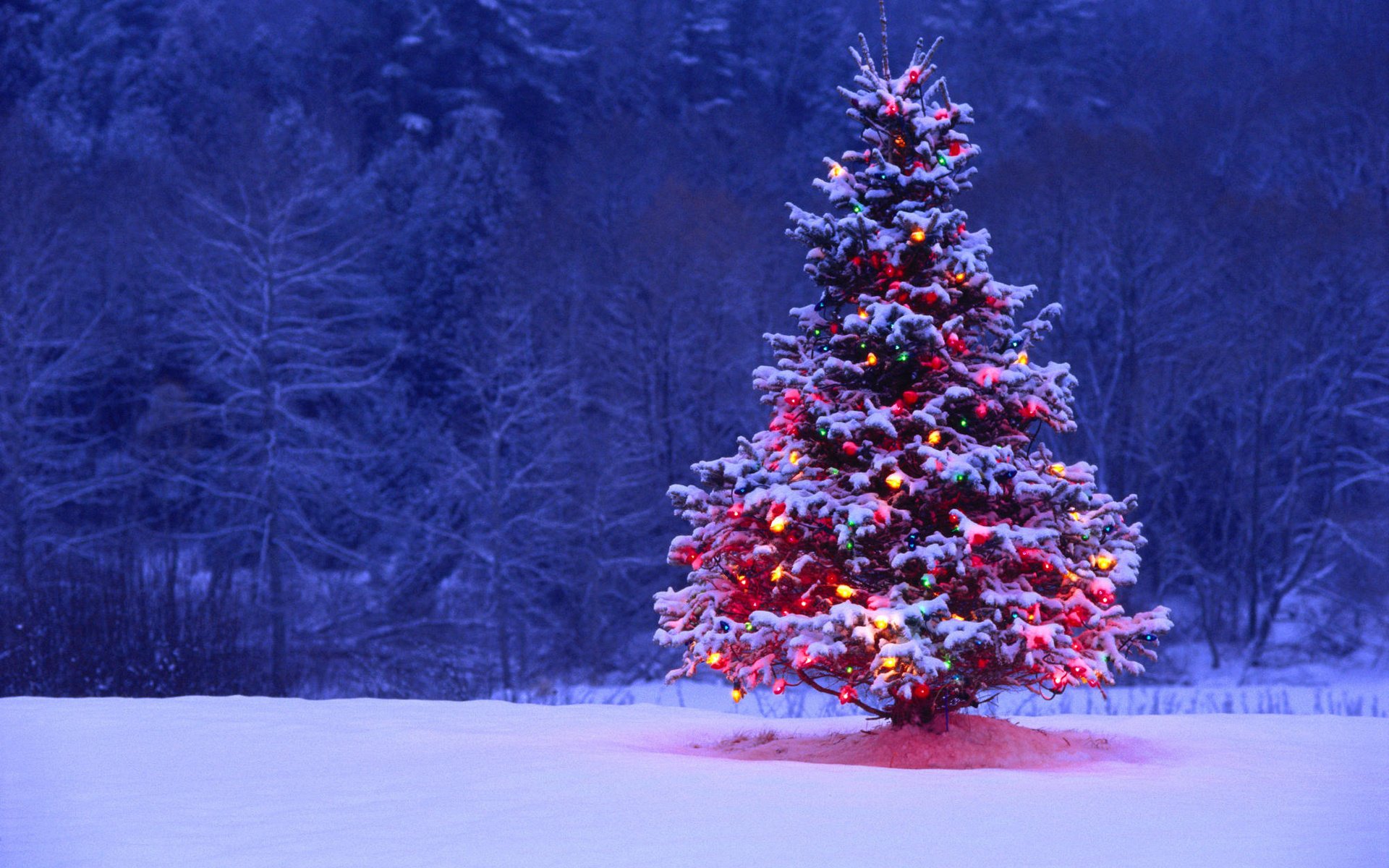 albero di natale capodanno foresta inverno neve palle luci ghirlanda vacanza natura manto nevoso luci alberi luci di natale decorazioni natalizie