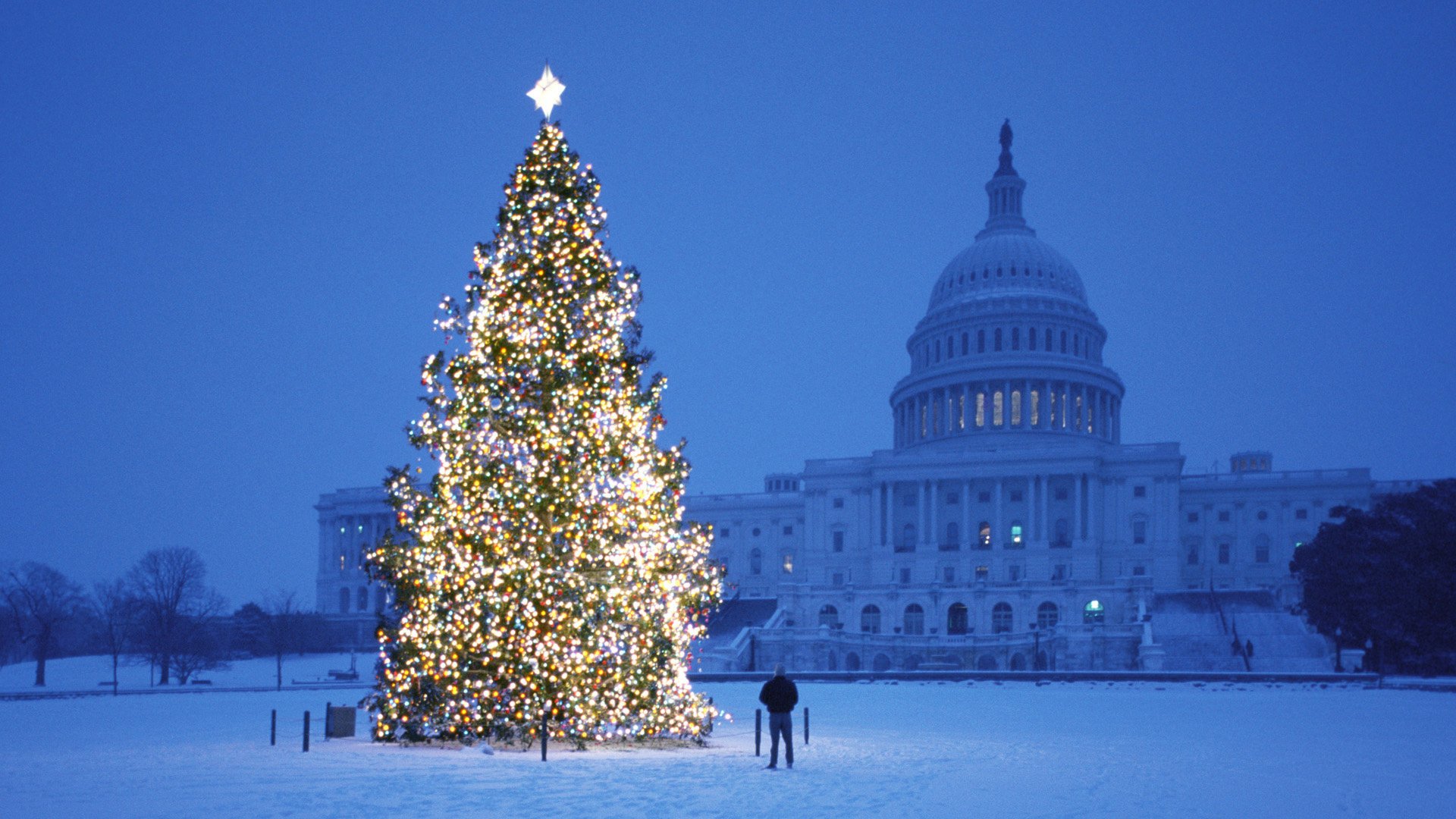 bathed new year tree area the evening winter snow holiday lights architecture the building the city the dome people decoration ball