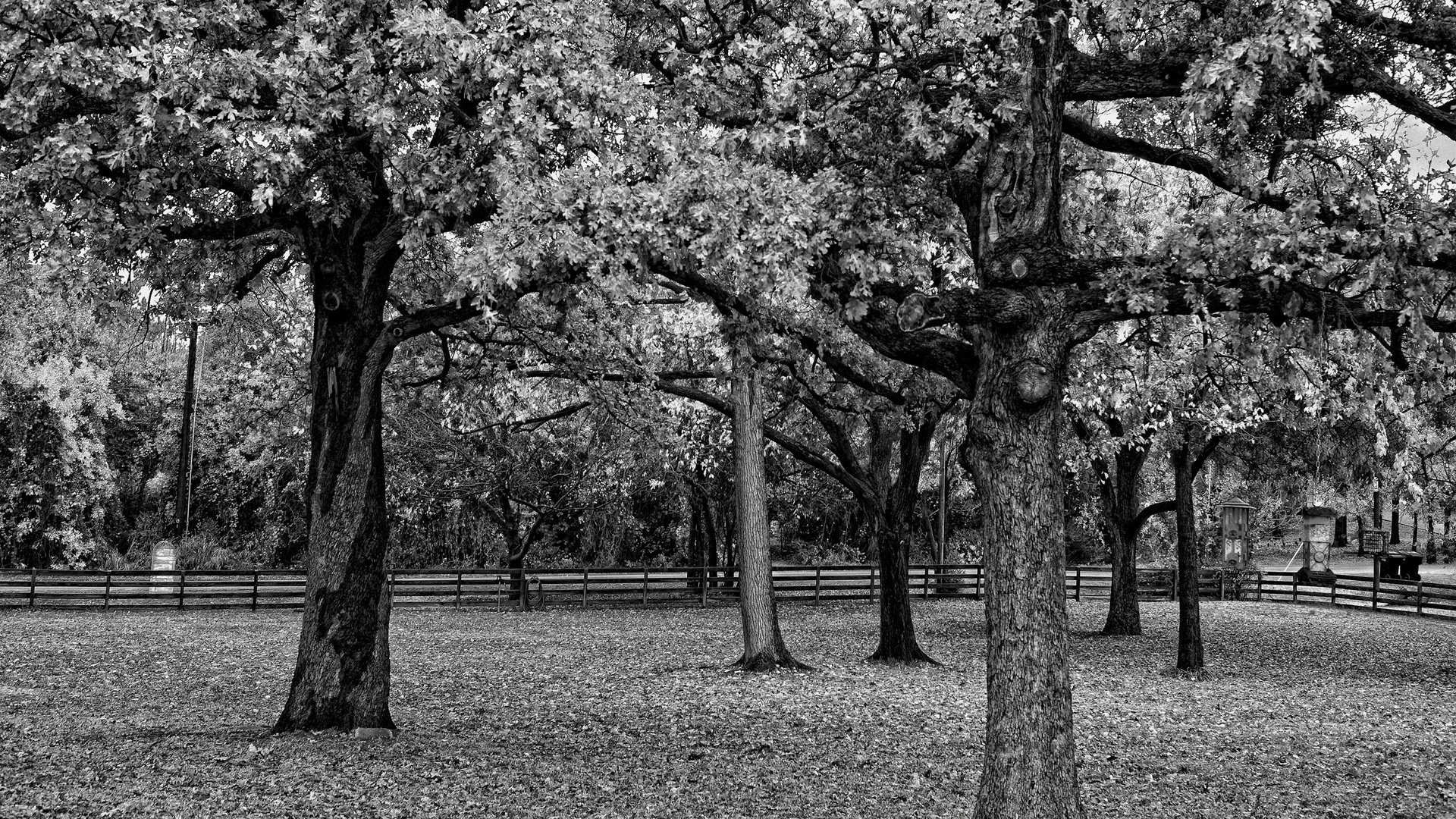 red ble nature forest trees hedge black and white park fence fence b-w foliage autumn