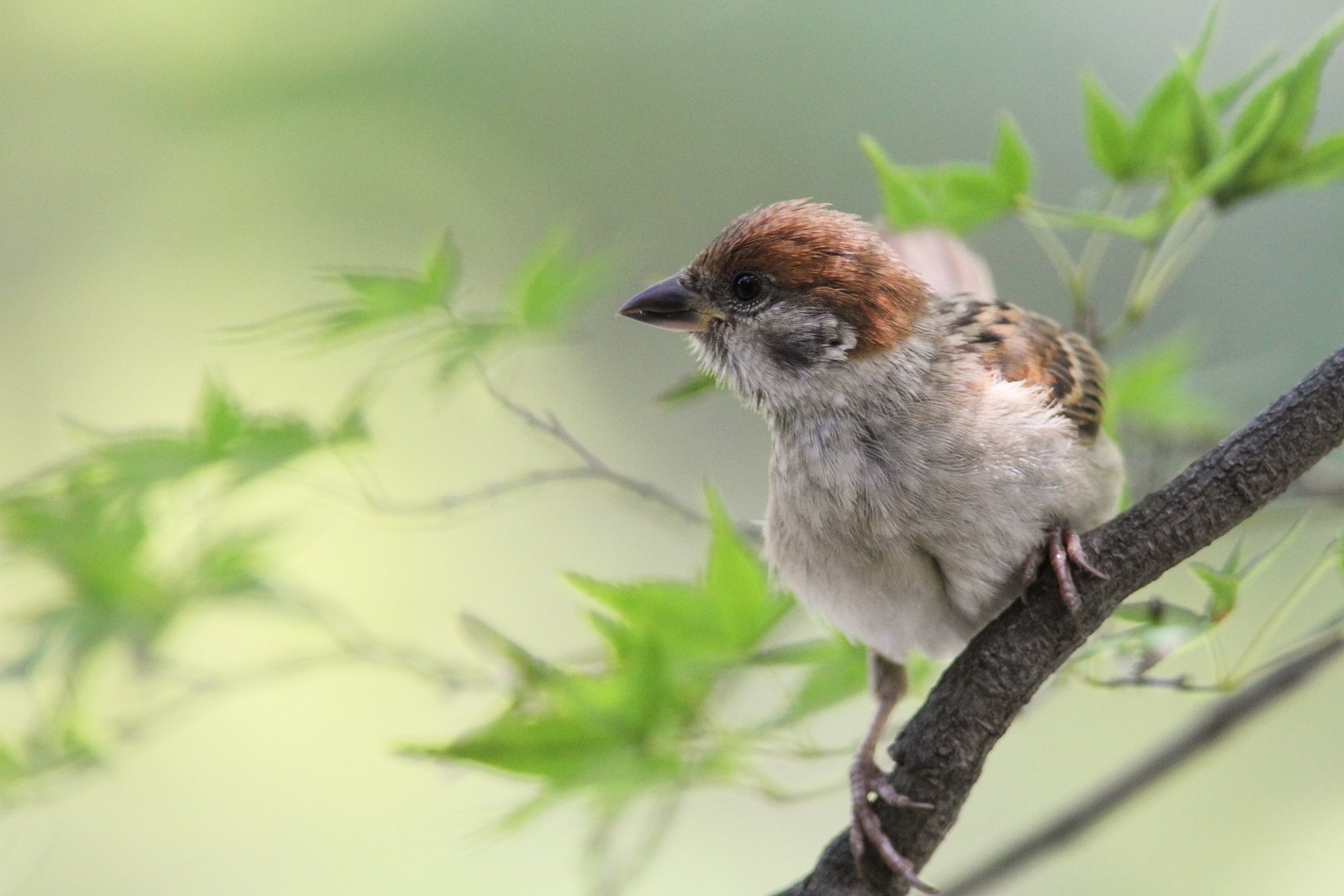 spatz vögel natur gefiedert tiere makro